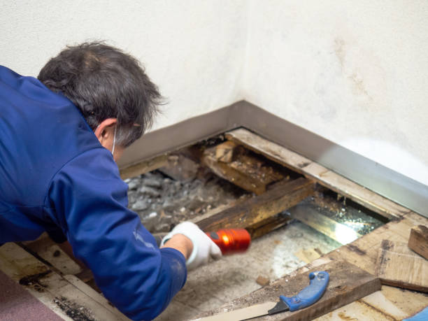 Best Crawl Space Mold Remediation in Auburn, WA