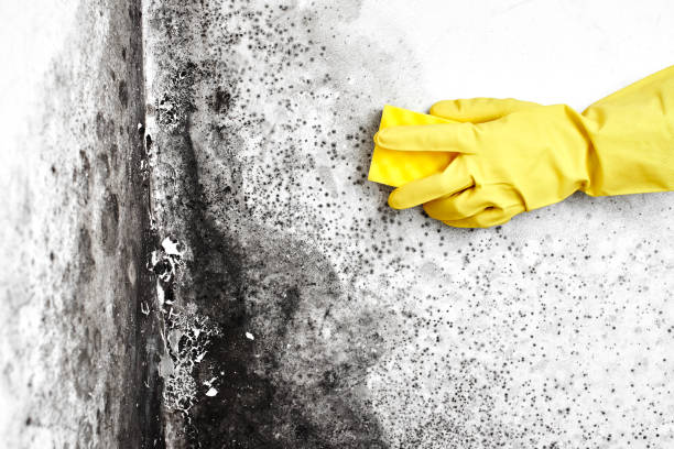 Trusted Auburn, WA Mold Remediation Experts
