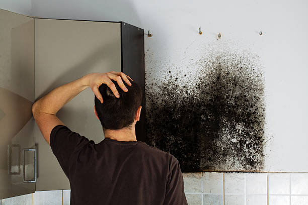 Best Kitchen Mold Remediation in Auburn, WA